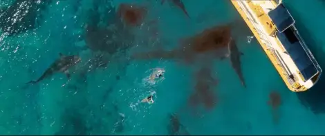 鲨海逃生