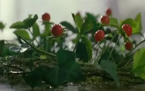 蛇草莓
